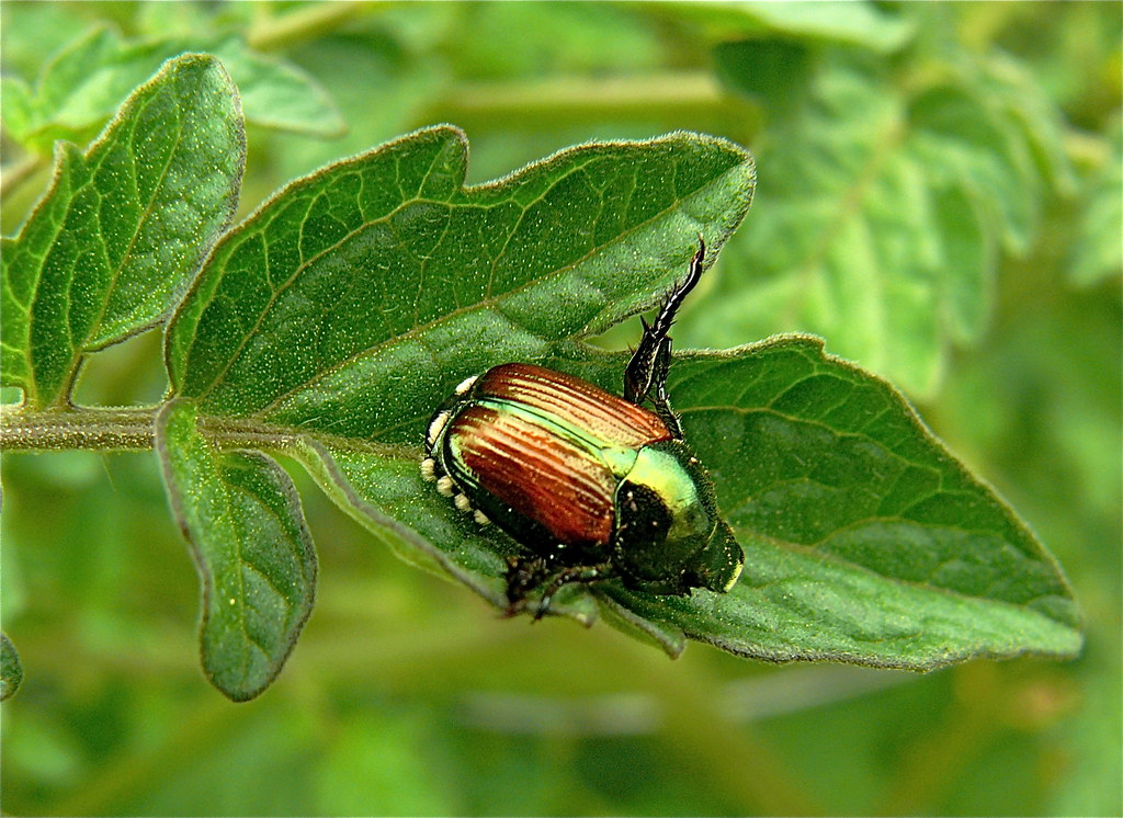 A Japanese beetle on a leaf
