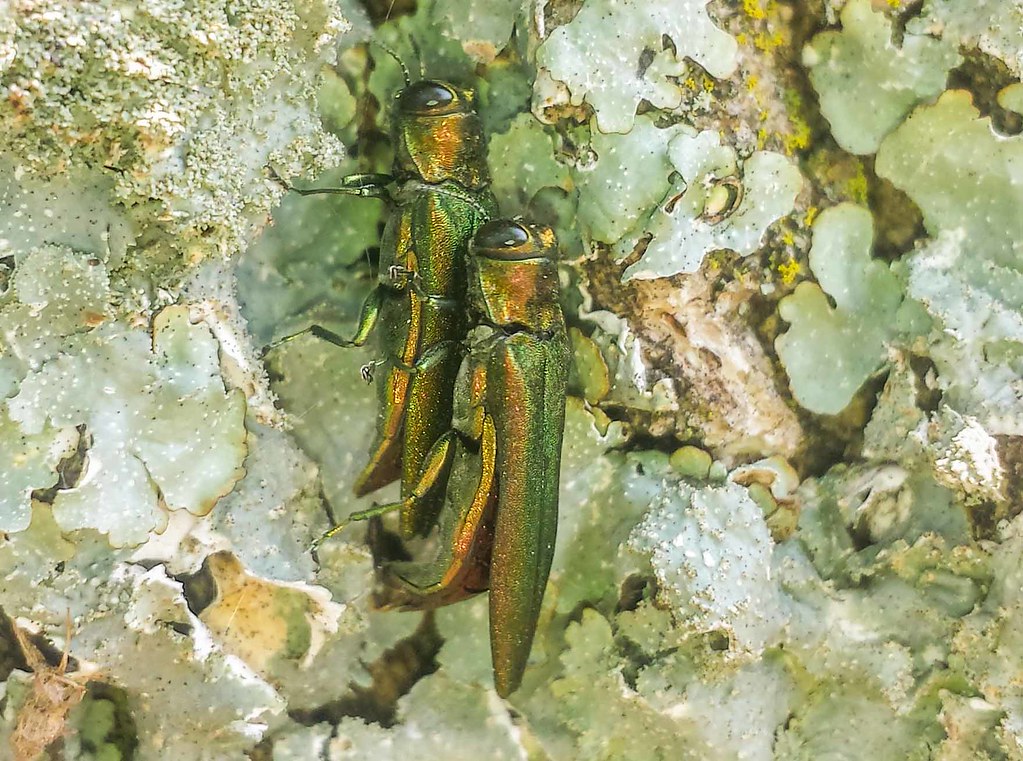 Emerald ash borer mating