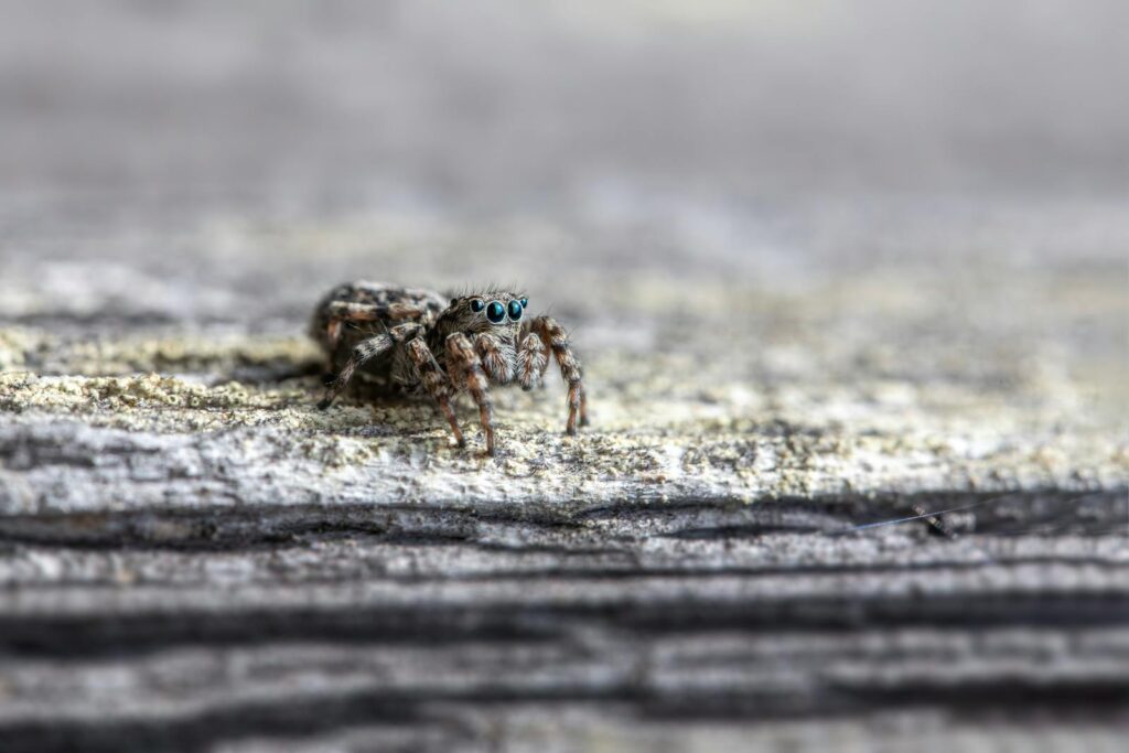 Detailed macro shot of a jumping spider with blue eyes on a wooden surface, showcasing intricate details.