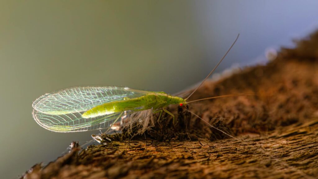 Detailed macro of a vibrant green lacewing resting on textured wood.