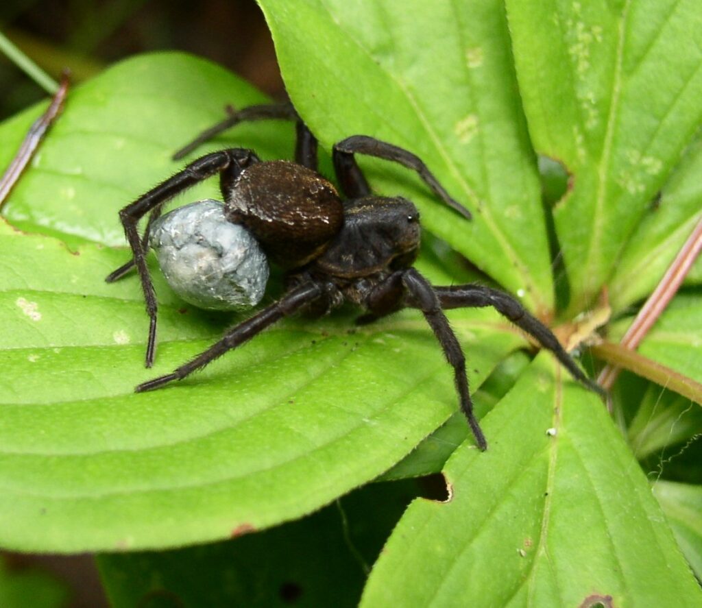 Arctosa raptor egg sac
