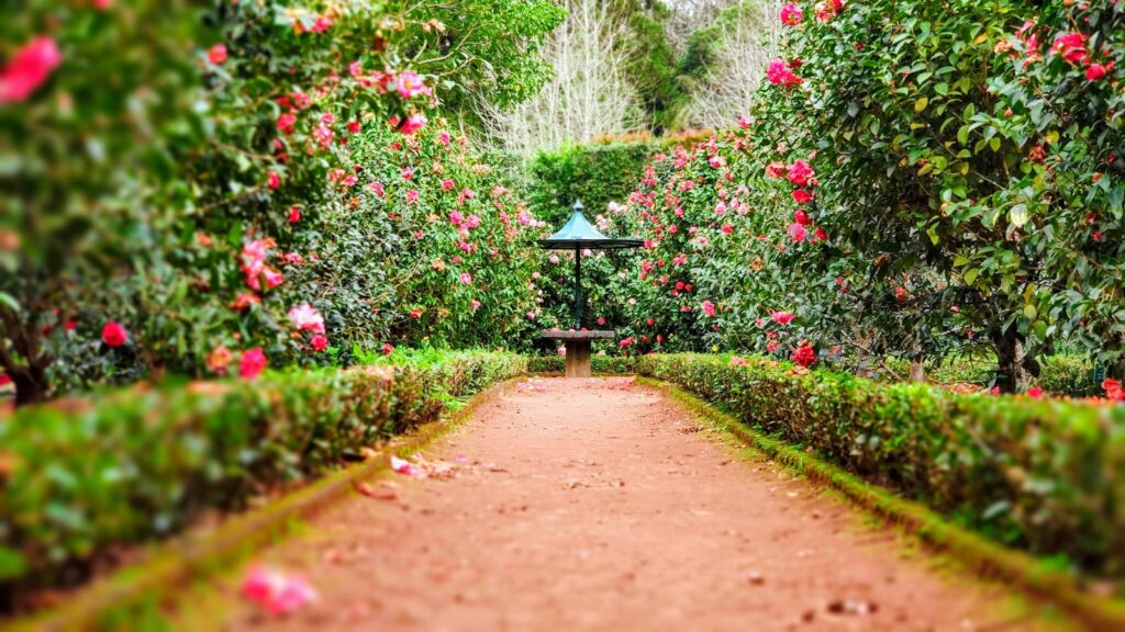 A garden with colorful flowers