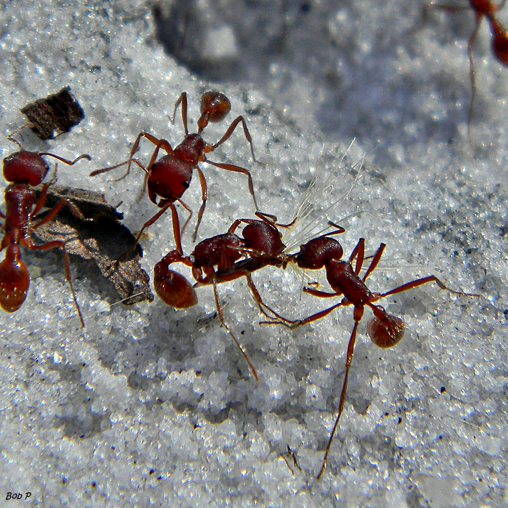 Florida harvester ant teamwork! (Pogonomyrmex badius)
