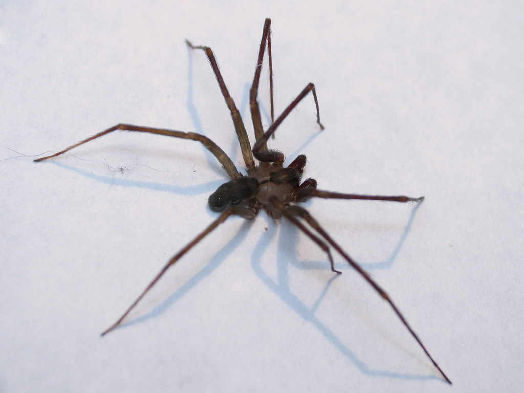 A brown recluse spider on a white surface