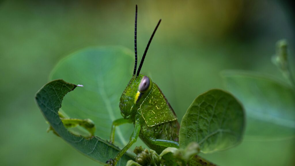 a green insect on a leaf