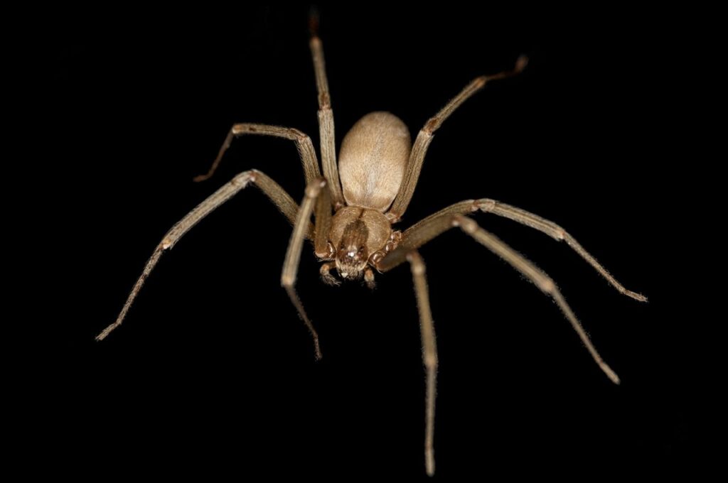 A brown recluse spider in a black background