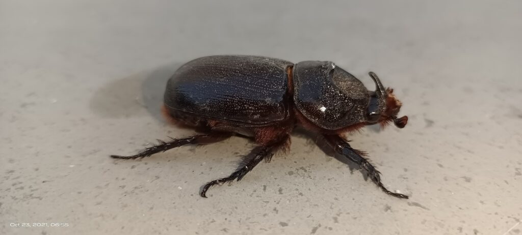 A horned dung beetle on the ground