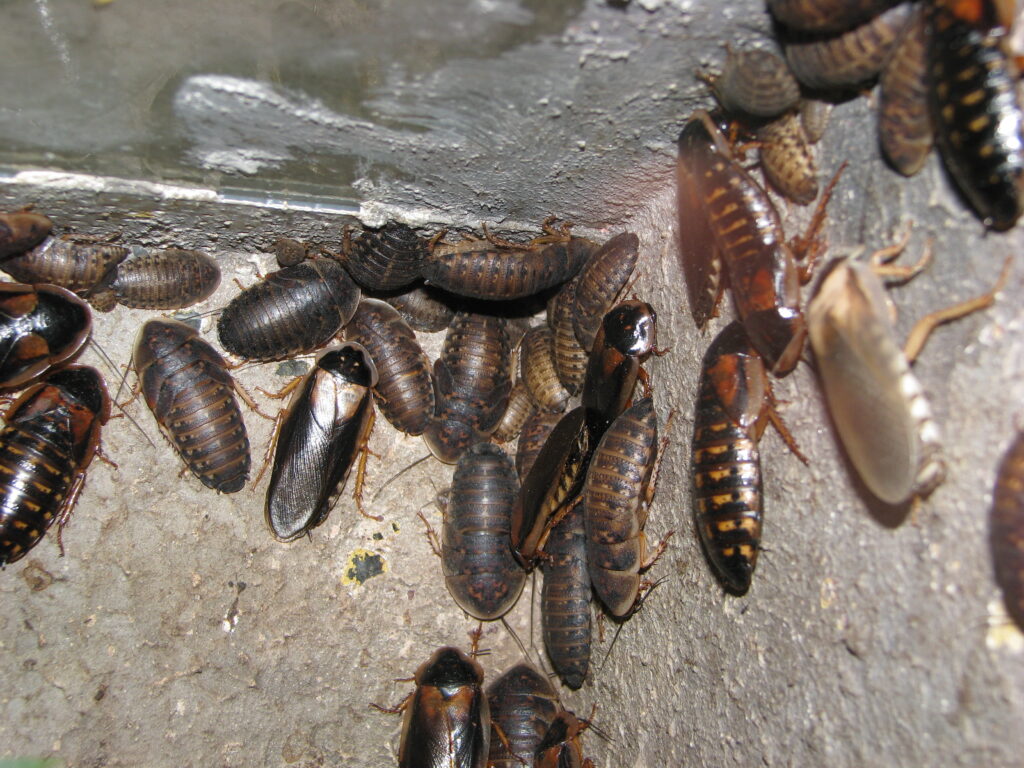 Breeding dubai roaches