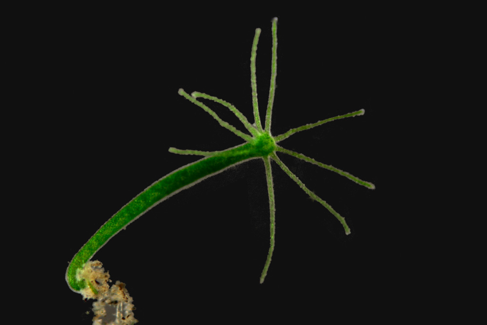A green hydra