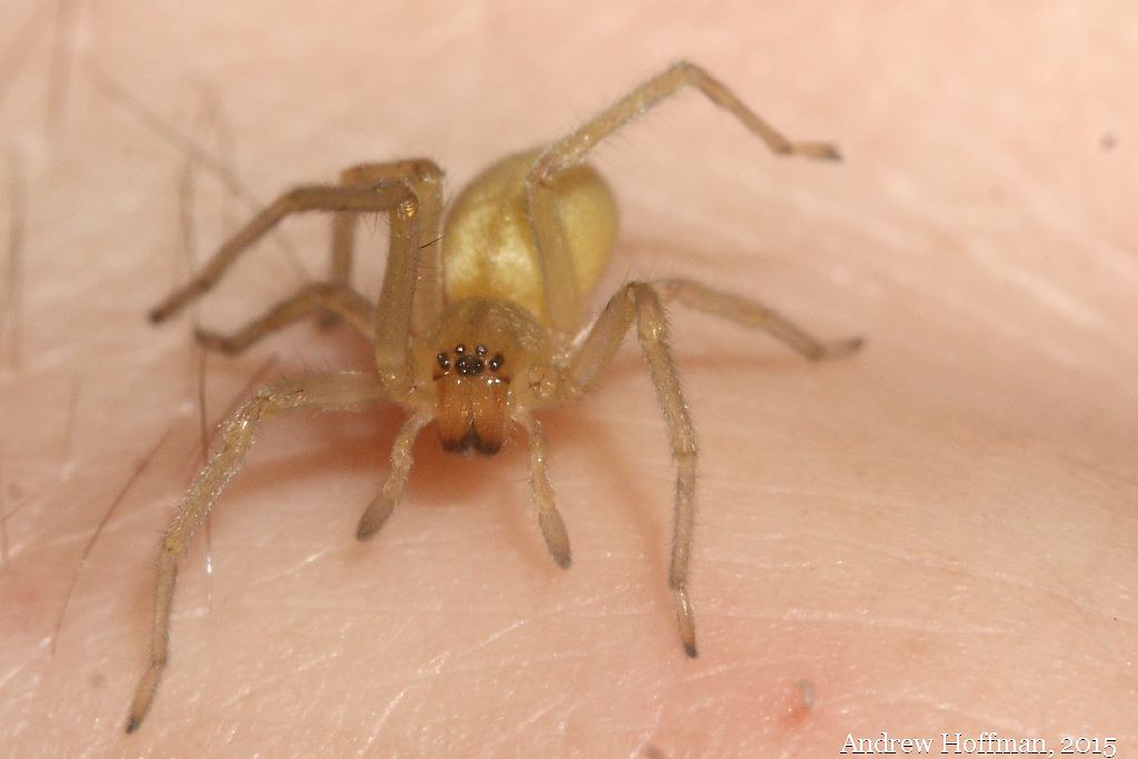 A close-up image of the yellow sac spider