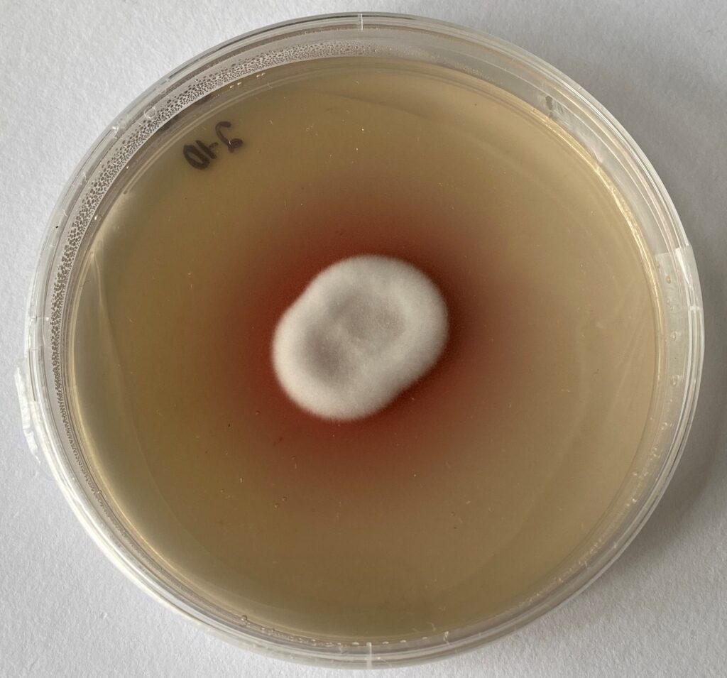 Lecanicillium psalliotae on petri dish