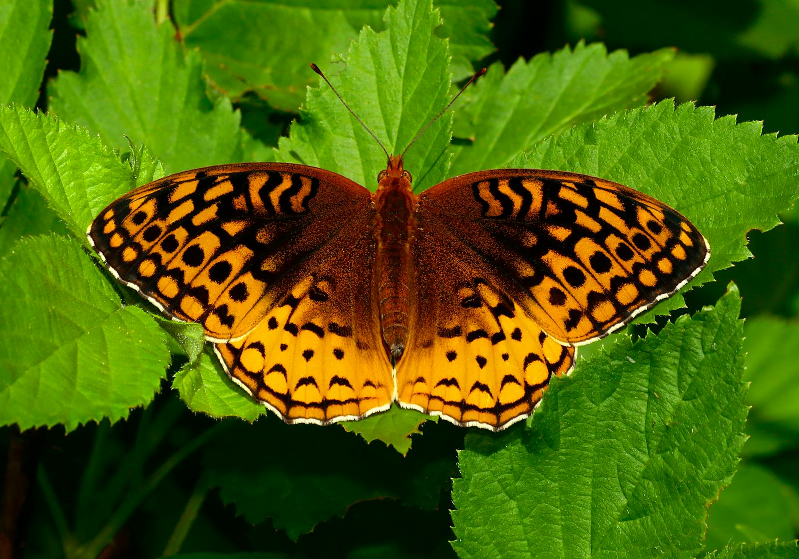 A detailed close-up of a Great Spangled Fritillary butterfly resting on vibrant green leaves.