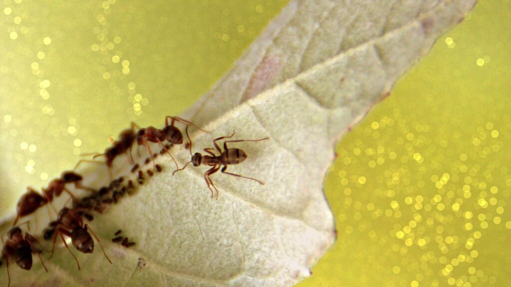 ants, nature, leaf, colony, insect