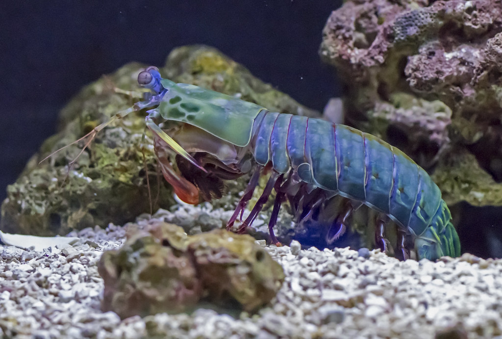 Peacock Mantis Shrimp - Odontodactylus scyllarus