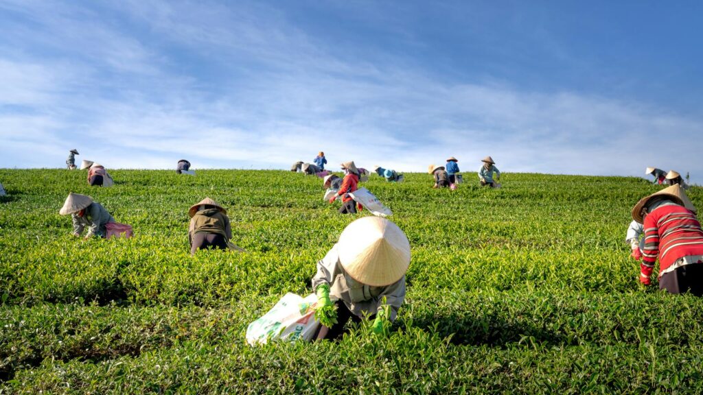 A group of farmers harvesting tea leaves in a verdant field under a clear blue sky.