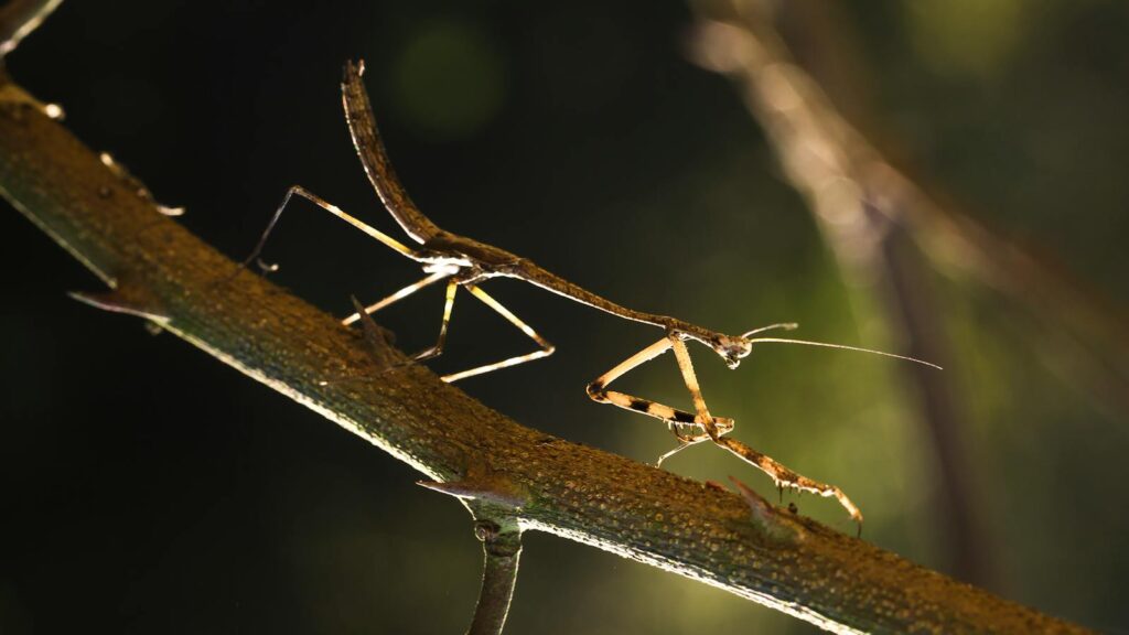 Detailed macro photo of a mantis resting on a thorny branch, captured in natural light.