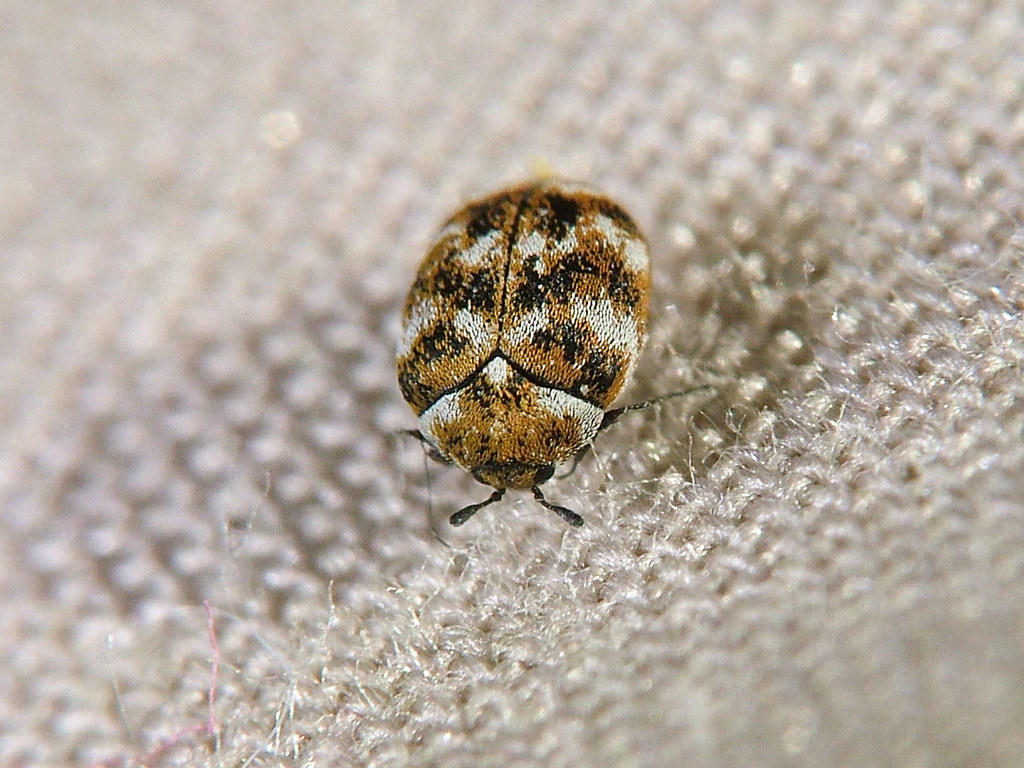 A carpet beetle on a rug.