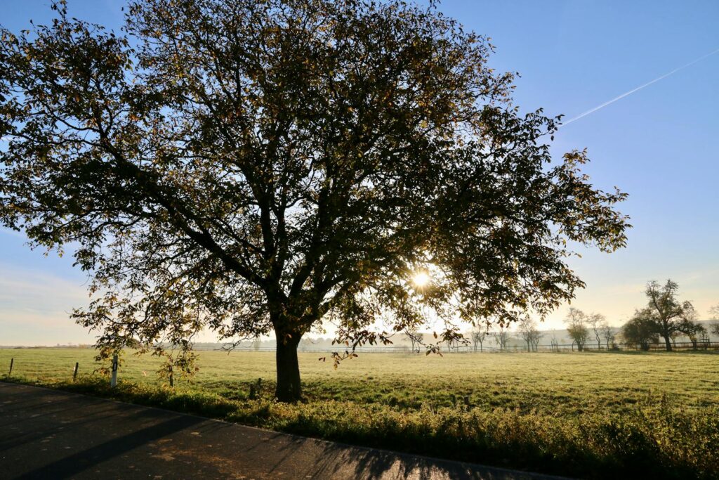 Beautiful sunrise with a silhouette of a tree in a tranquil countryside landscape.