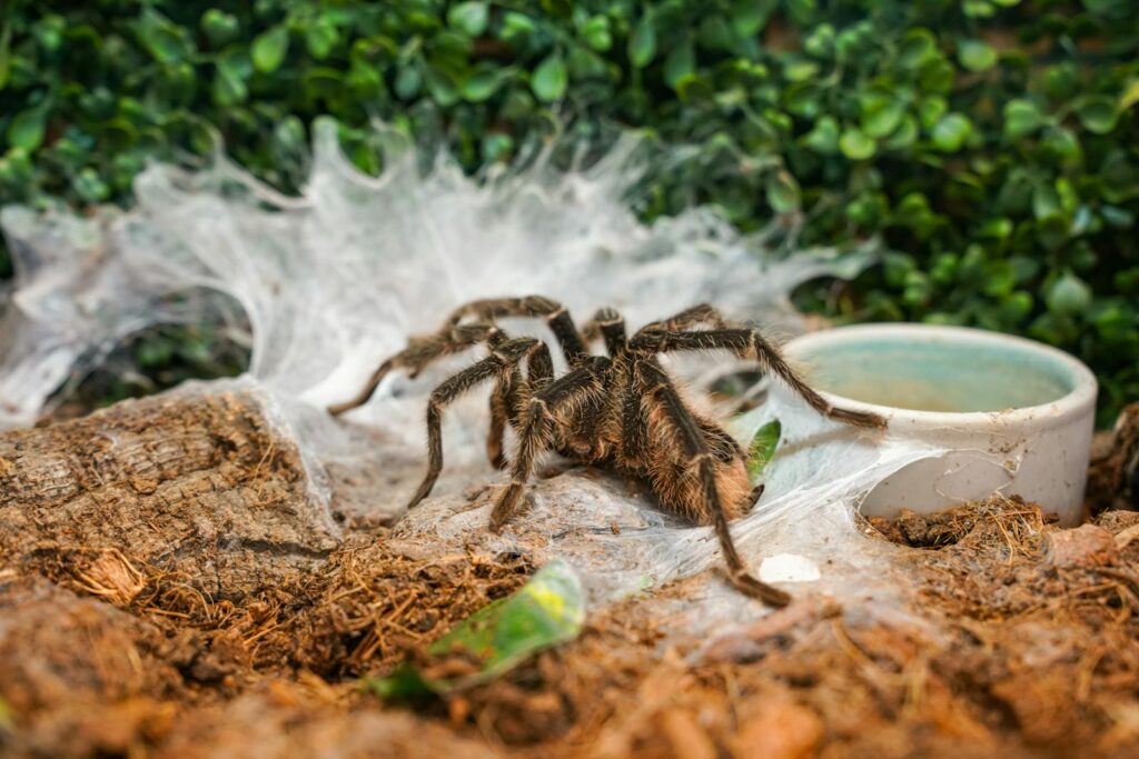 Detailed shot of a Goliath birdeater tarantula on its web in a natural setting.