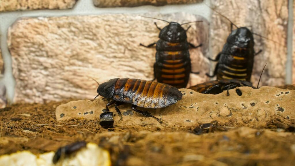Detailed shot of Madagascar hissing cockroaches on a textured surface in a naturalistic setting.