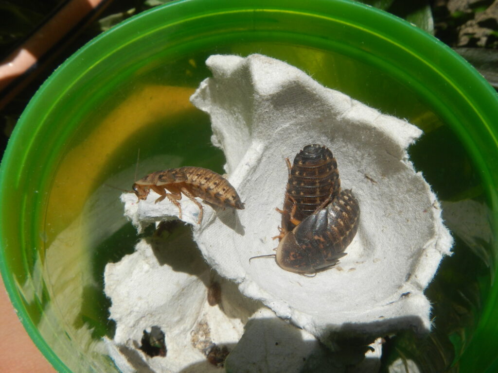 Blaptica dubia