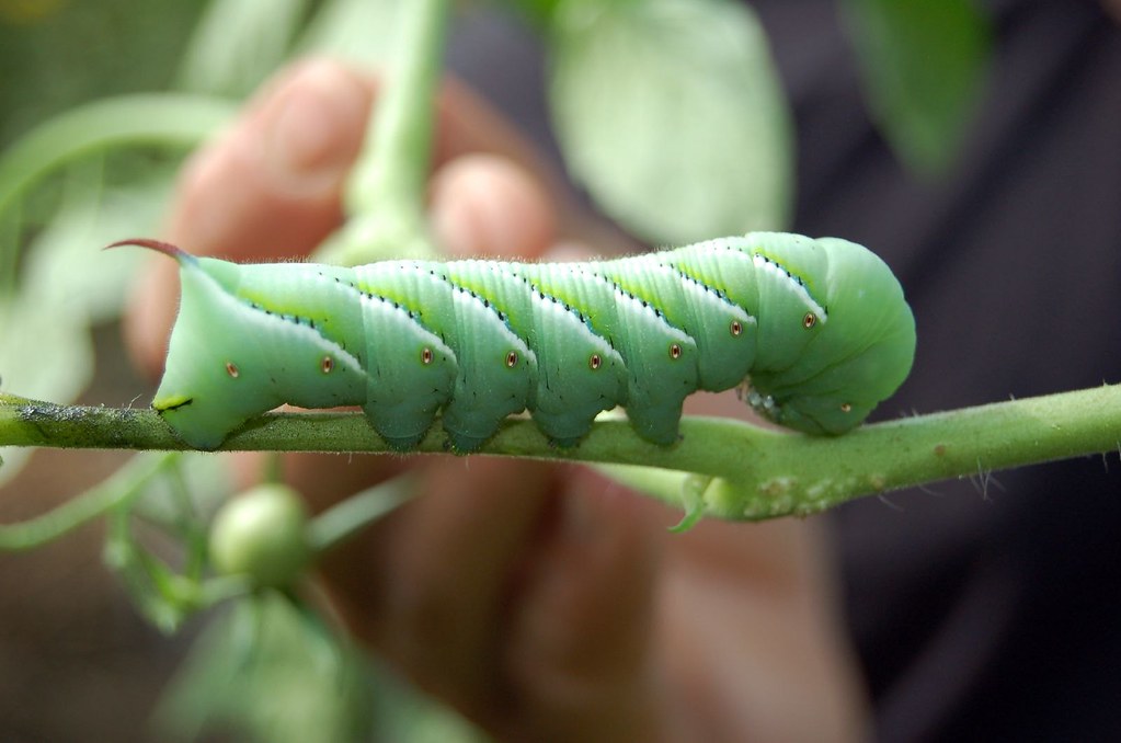 A tomato hornworm on a plant stem.