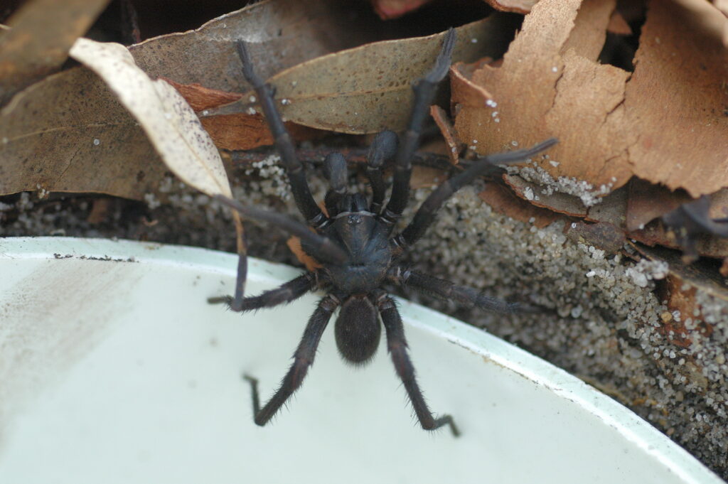 A Sydney funnel-web spider crawling out of a white container.