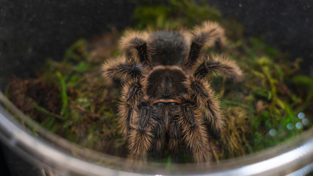 Detailed image of a tarantula in a glass terrarium with a focus on textures.