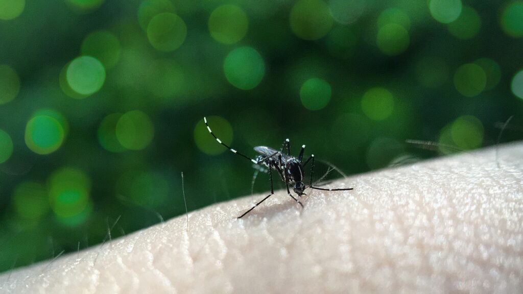busy, nature, animal, skin, dengue fever, sucking, sting, bite, fever, bokeh