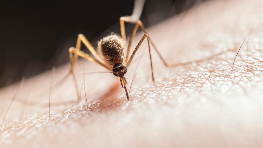 Macro shot capturing a mosquito piercing skin with its proboscis, highlighting its role as a pest.