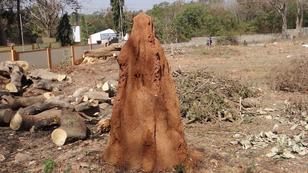 termite hill, termites, nature, mound, dharwad, india, termite, hill, nest, animal, insect, anthill