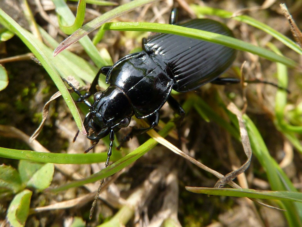Black Ground Beetle - Pterostichus melanarius