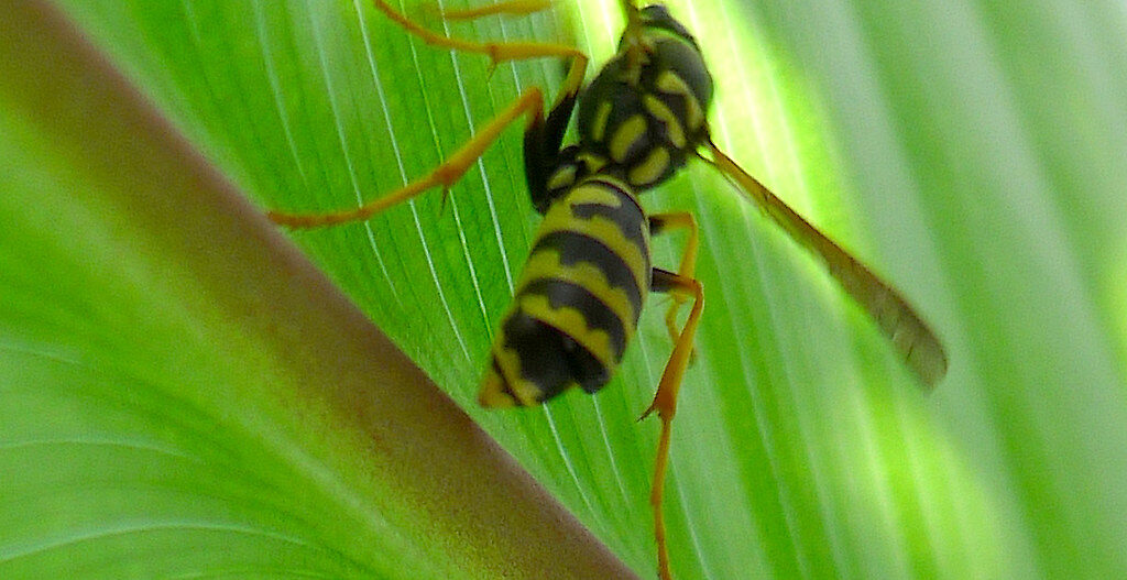 A paper wasp on a green leaf