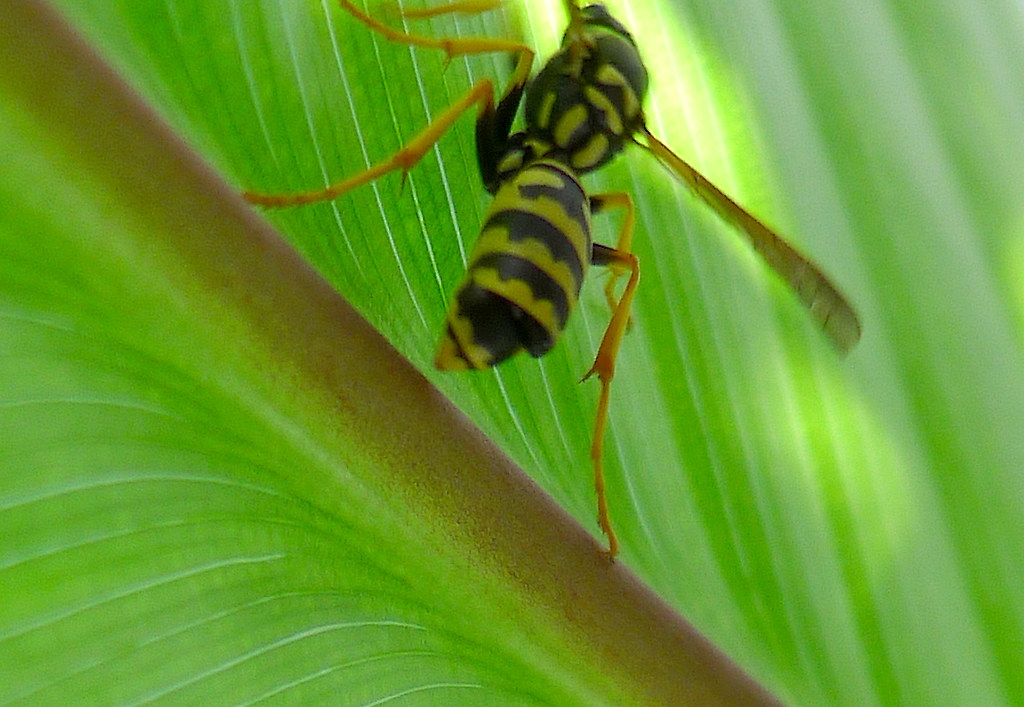 A paper wasp on a green leaf