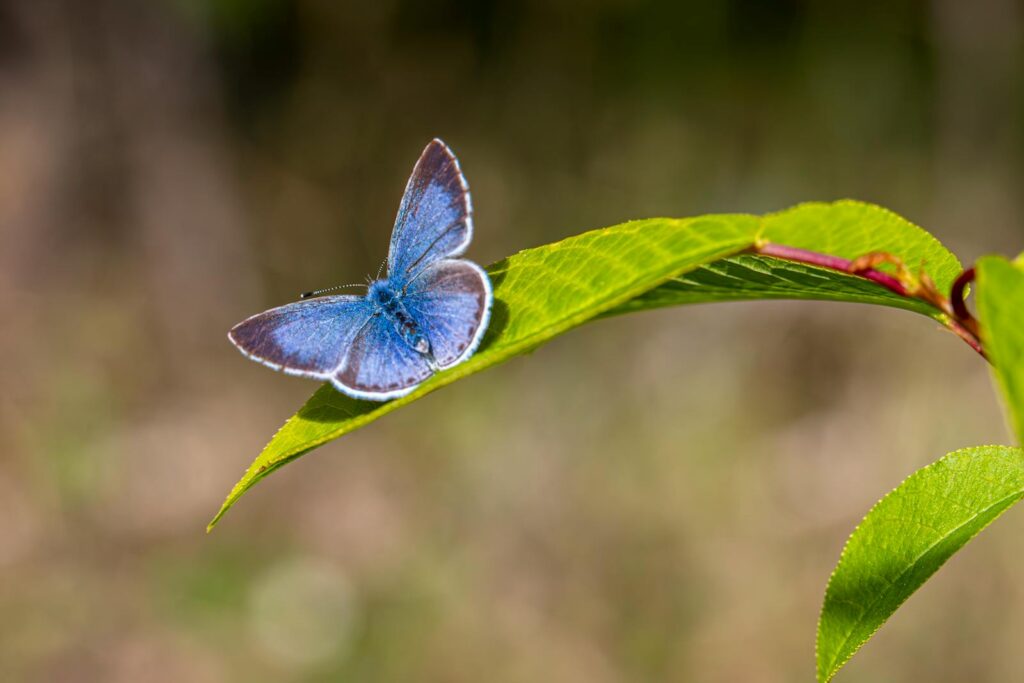 Close-up of a Palos Verdes blue butterfly perched on a leaf in sunlight.