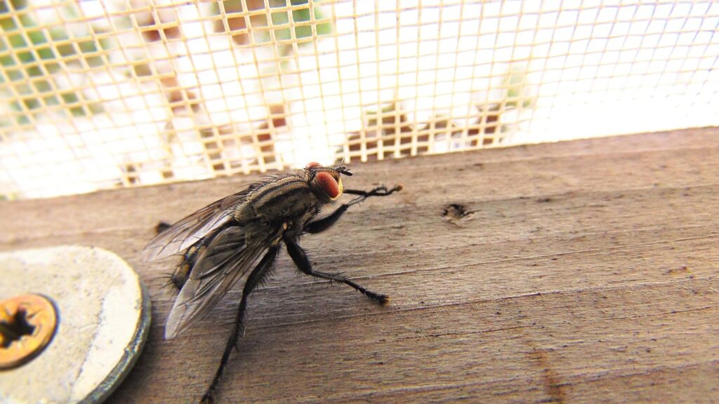 fly, nature, housefly, macro, housefly, housefly, housefly, housefly, housefly