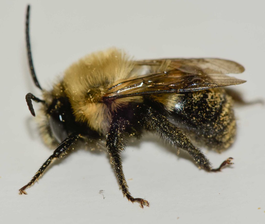 Blueberry bee close-up