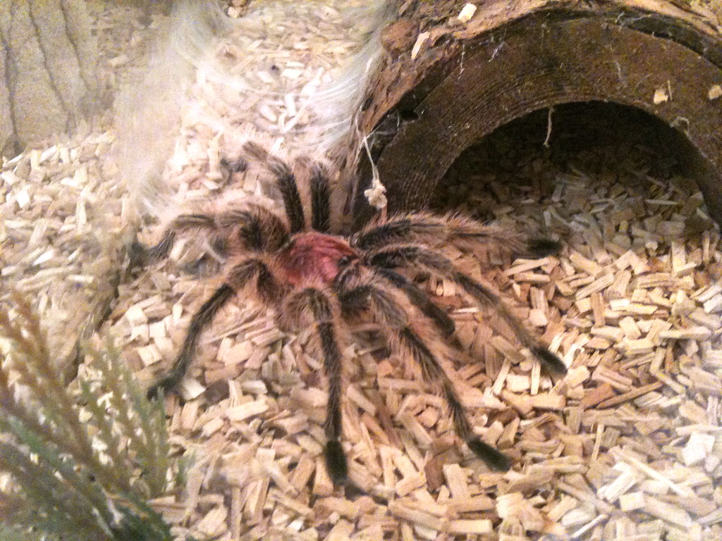 A spider standing on a substrate made of wood shavings