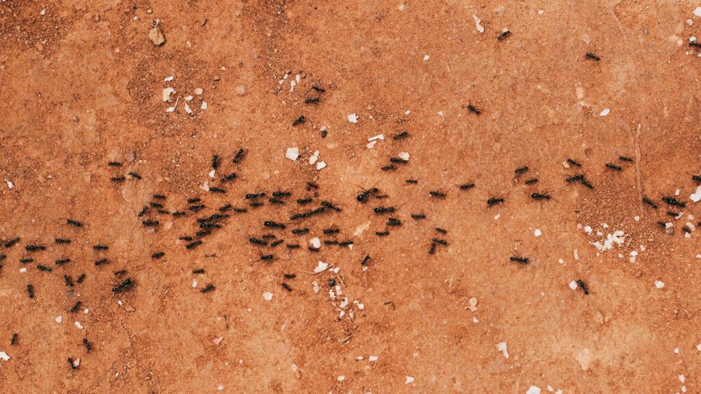 Close-up of a group of ants walking on a textured brown earth surface.