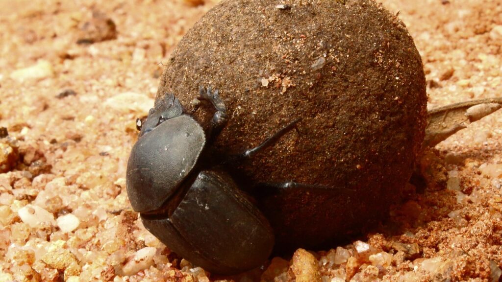 beetle, dung beetle, bugs, dung beetle, dung beetle, dung beetle, dung beetle, dung beetle