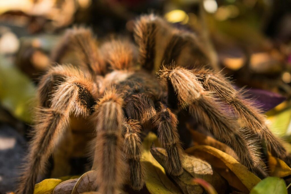 Detailed macro shot of a hairy tarantula exploring the forest floor in Olmué, Chile.