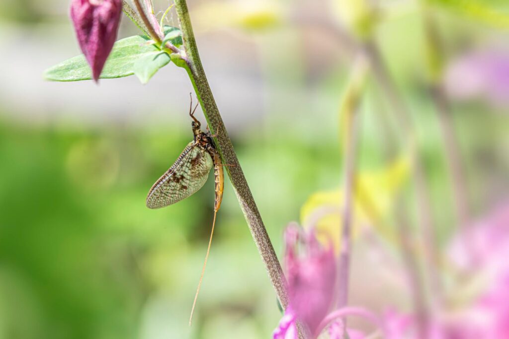 Detailed shot of a mayfly resting on a plant stem with blurred background.