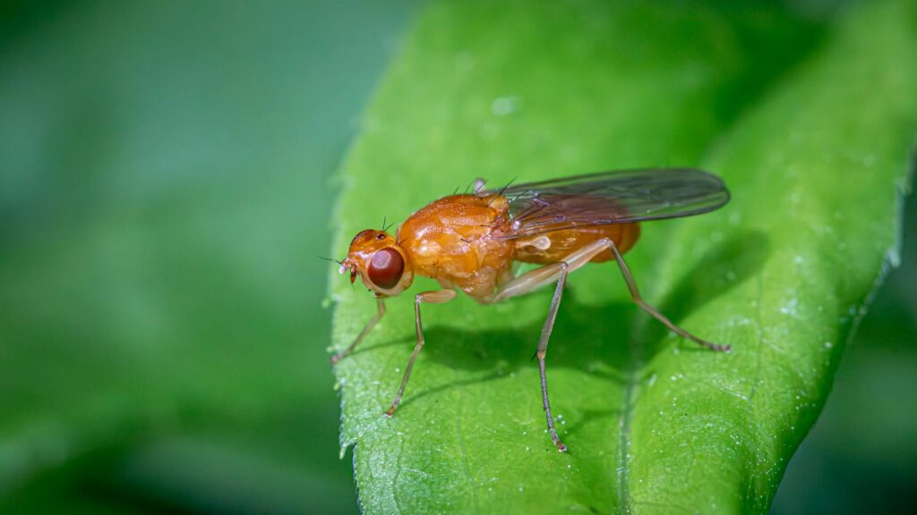 Macro shot of a fruit fly on a green leaf, highlighting its detailed features.