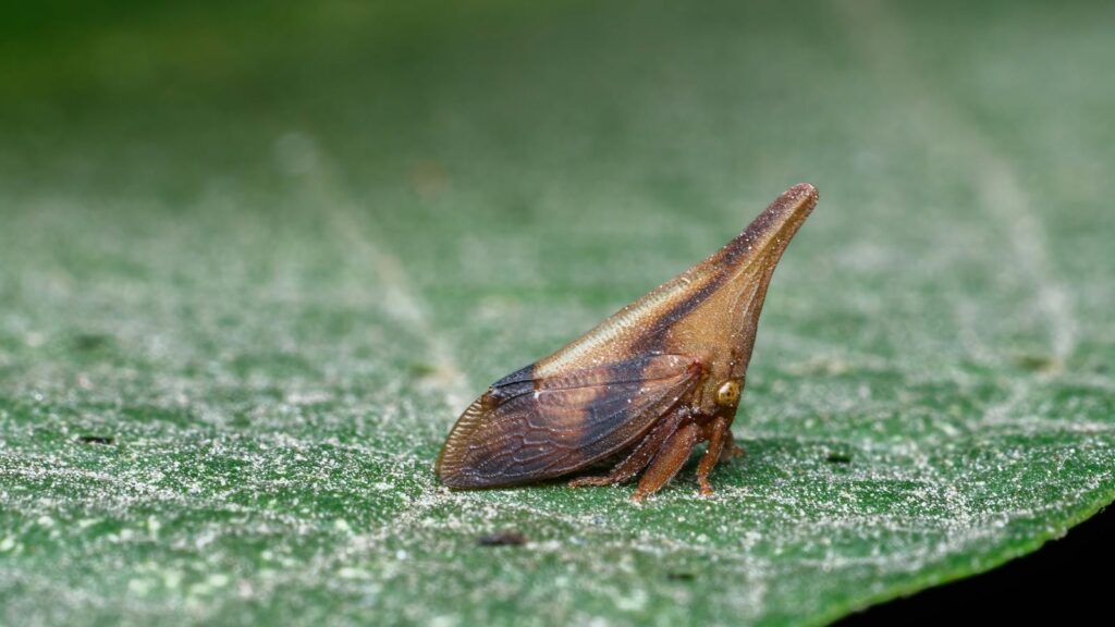 Close-up of a thorn bug on a textured leaf surface.