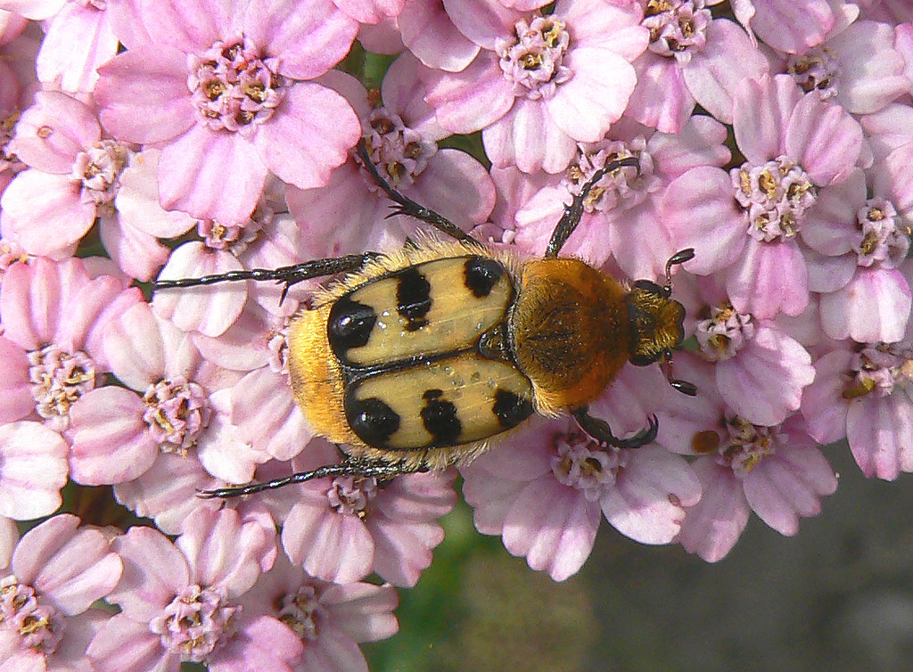 Scarab beetle on a flower