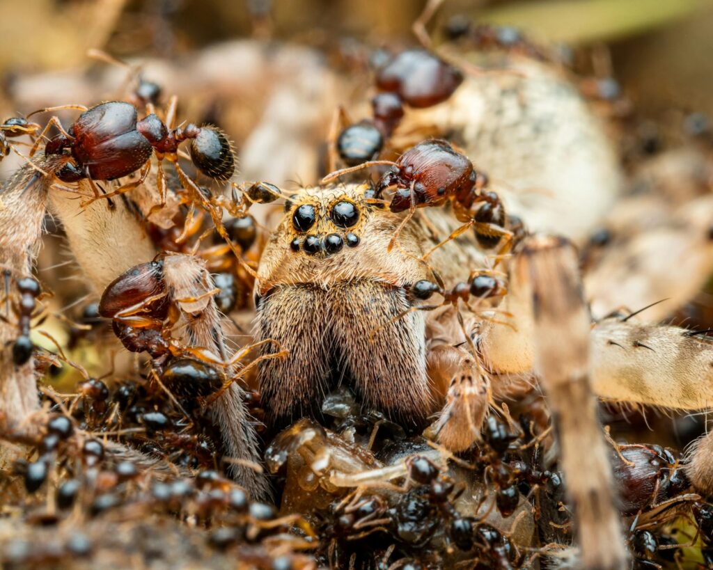 Ants feeding on a wolf spider.