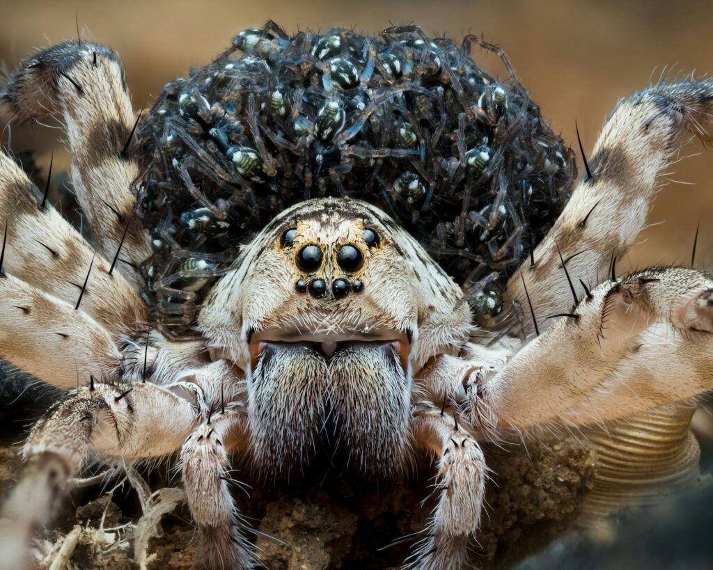 High-detail image of a wolf spider with spiderlings on its back, highlighting its natural environment.