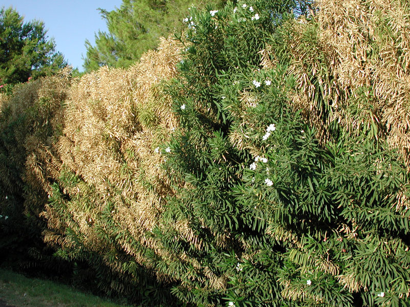 xylella fastidiosa infection in Oleander