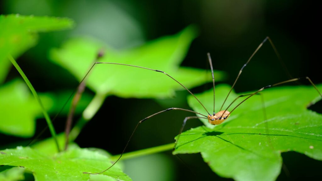 Detailed macro shot of a harvestman arachnid resting on a green leaf in natural surroundings.