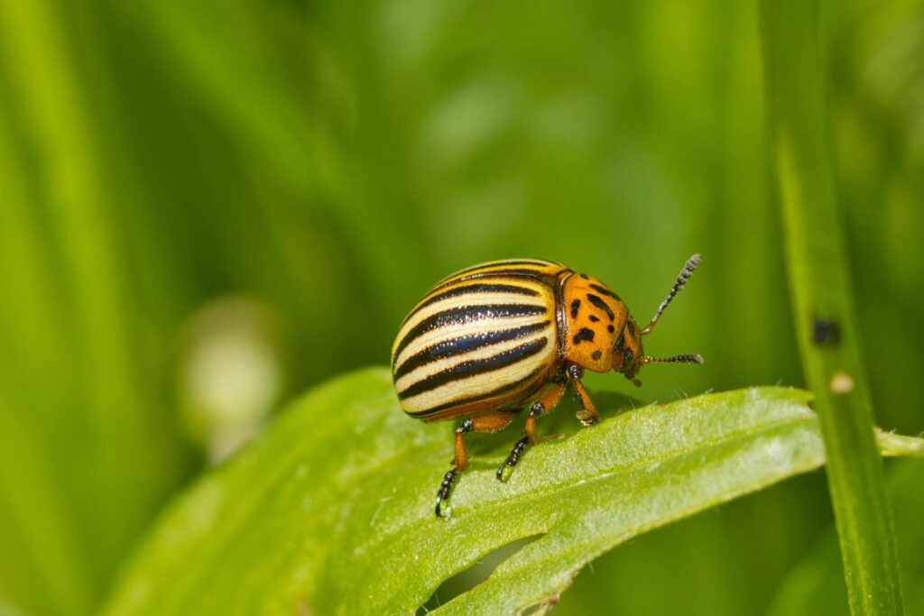 Macro shot of a Colorado potato beetle (Leptinotarsa decemlineata) on a vibrant green leaf.